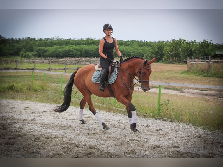 Hungarian Sport Horse Mix Mare 8 years 16,1 hh Bay in Gönyű