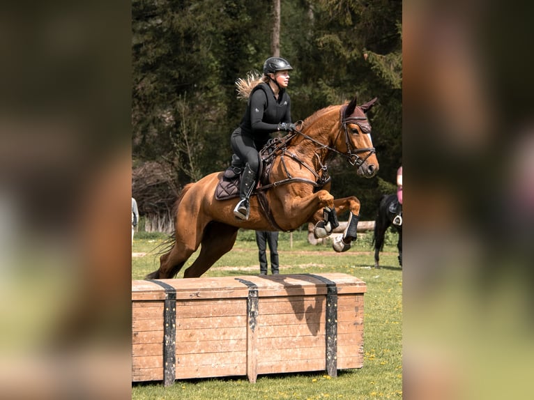 Hungarian Sport Horse Mare 8 years 16,1 hh Chestnut-Red in Ingolstadt