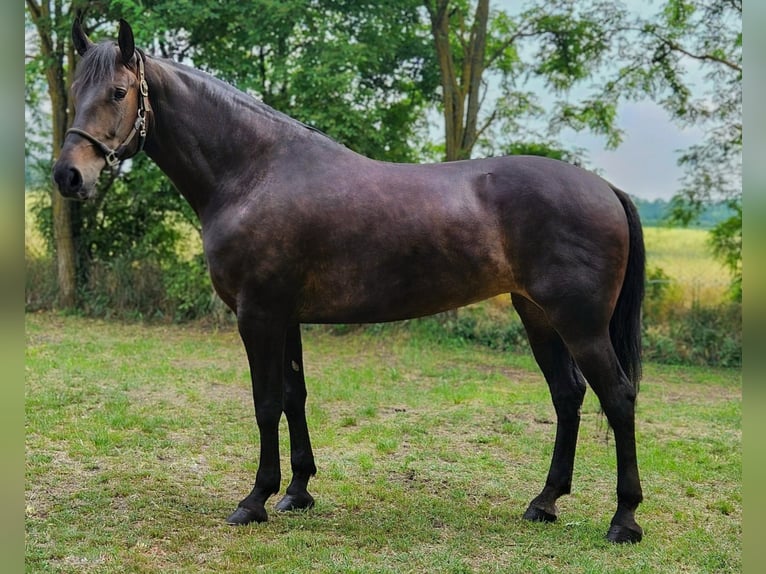 Hungarian Sport Horse Mix Mare 8 years 16.2 hh Bay-Dark in Békés