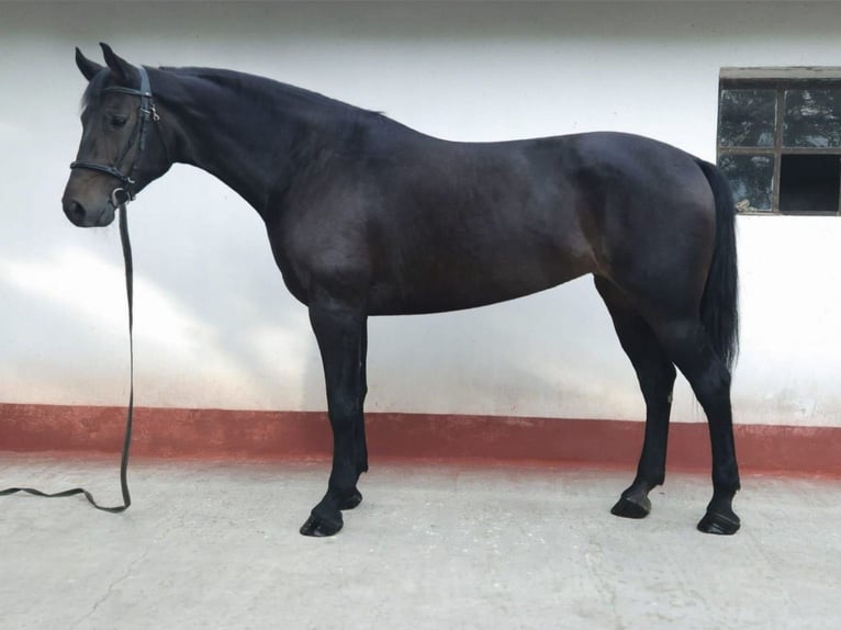 Hungarian Sport Horse Mix Mare 8 years 16.2 hh Bay-Dark in Békés