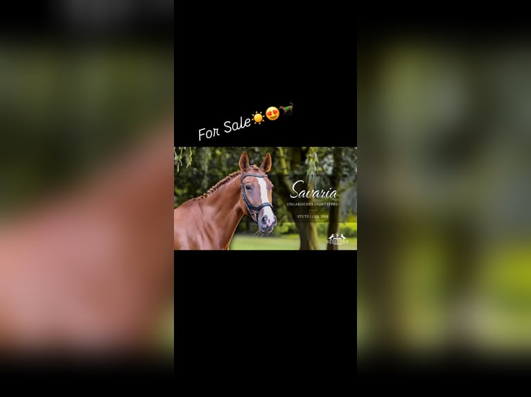 Hungarian Sport Horse Mare 8 years 16.3 hh Chestnut-Red in Eschershausen