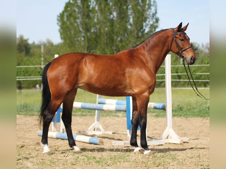 Hungarian Sport Horse Mare 8 years 16 hh Brown in Békésszentandrás