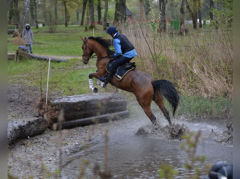 Hungarian Sport Horse Mare 8 years 16,1 hh  in Bodolz