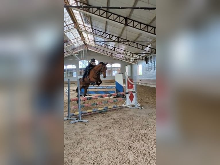 Hungarian Sport Horse Mare 8 years 16,1 hh  in Bodolz