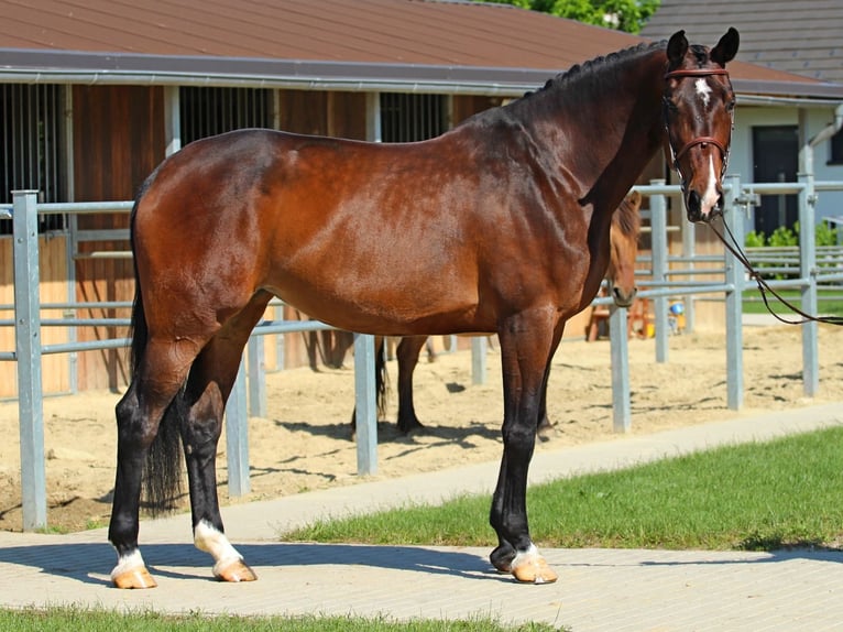 Hungarian Sport Horse Mare 8 years 17,1 hh Bay-Dark in Pér