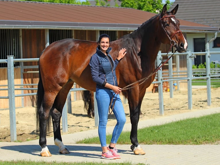 Hungarian Sport Horse Mare 8 years 17,1 hh Bay-Dark in Pér