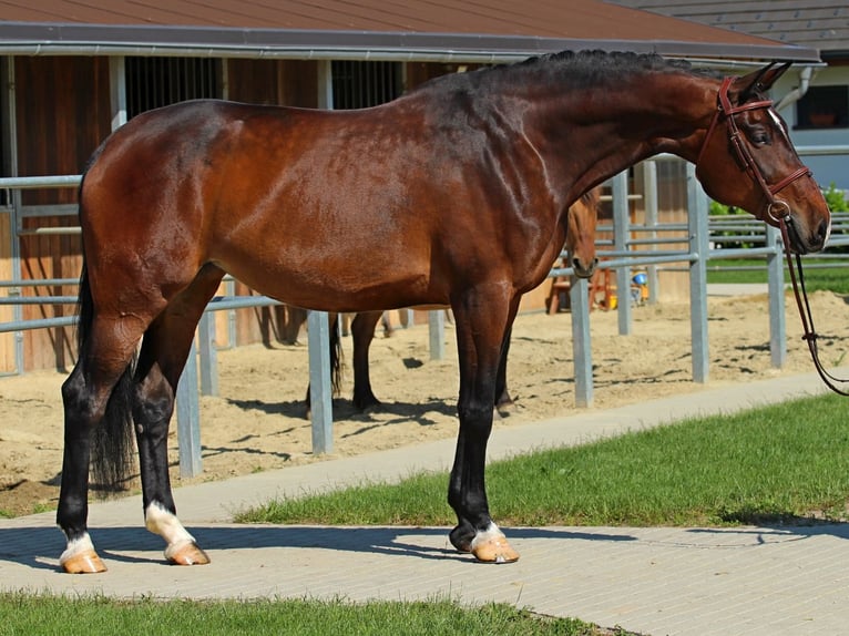 Hungarian Sport Horse Mare 8 years 17,1 hh Bay-Dark in Pér