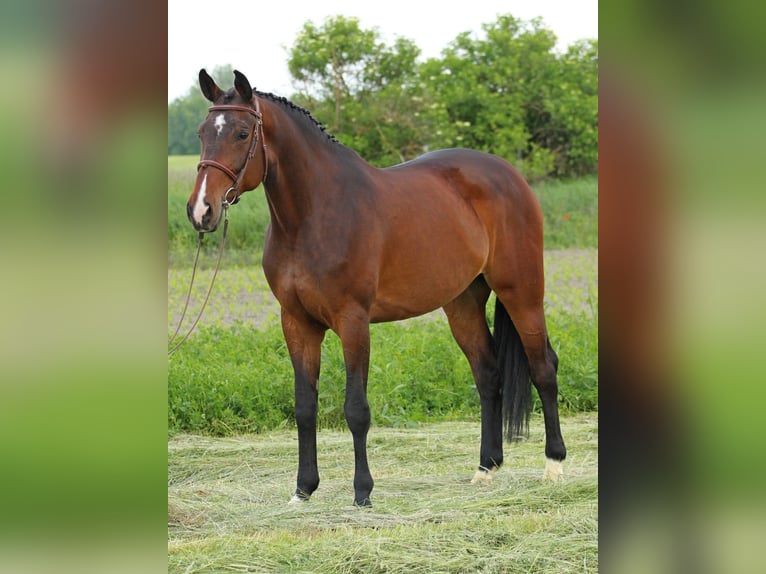 Hungarian Sport Horse Mare 8 years 17,1 hh Bay-Dark in Pér