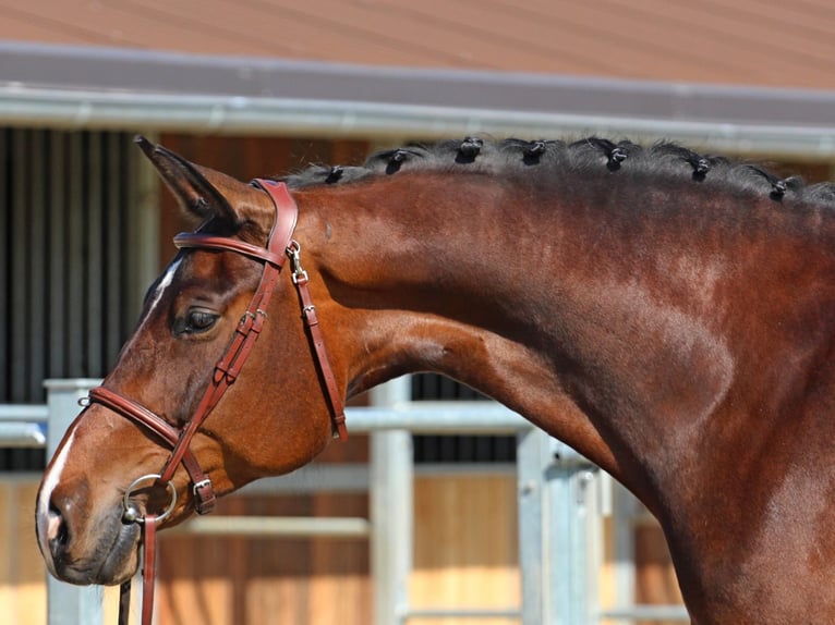 Hungarian Sport Horse Mare 8 years 17,1 hh Bay-Dark in Pér