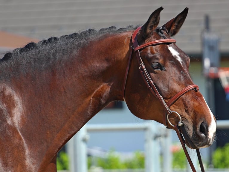 Hungarian Sport Horse Mare 8 years 17,1 hh Bay-Dark in Pér