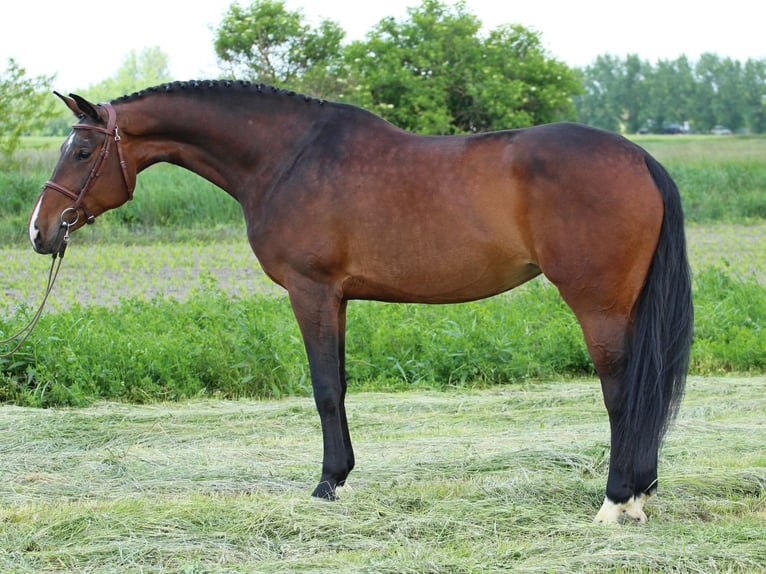 Hungarian Sport Horse Mare 8 years 17,1 hh Bay-Dark in Pér
