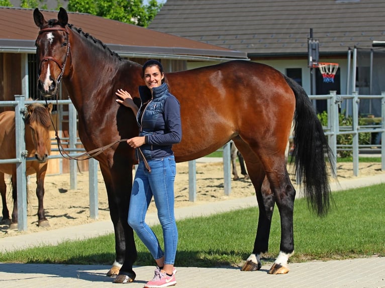 Hungarian Sport Horse Mare 8 years 17,1 hh Bay-Dark in Pér