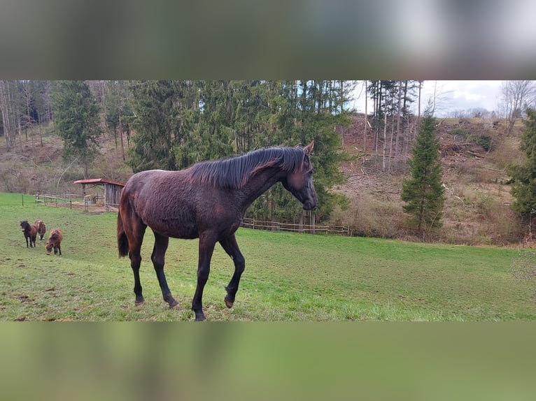 Hungarian Sport Horse Mare 8 years 17,1 hh Grey-Dapple in Au