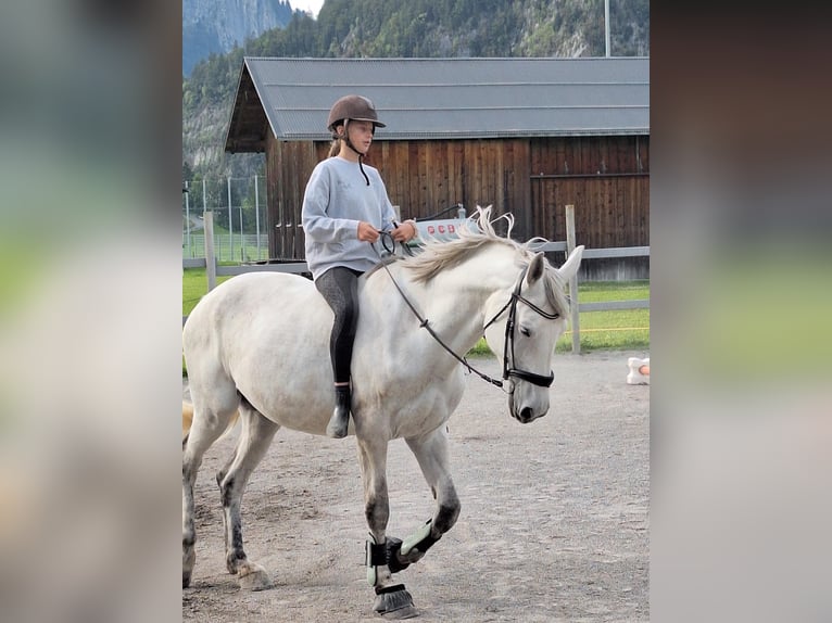 Hungarian Sport Horse Mare 8 years 17,1 hh Grey-Dapple in Au