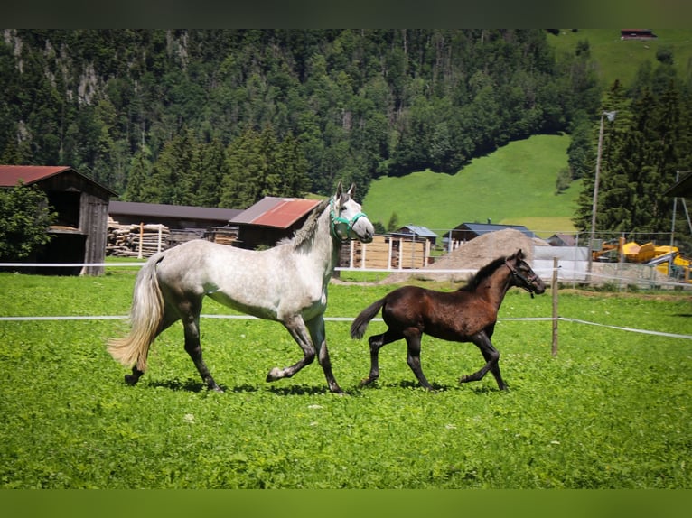 Hungarian Sport Horse Mare 8 years 17,1 hh Grey-Dapple in Au