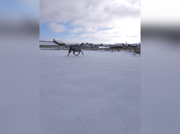 Hungarian Sport Horse Mix Mare 9 years 14.2 hh Grey-Dapple in Schärding Vorstadt