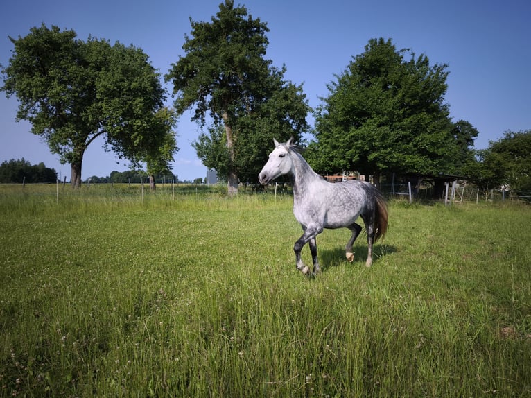 Hungarian Sport Horse Mix Mare 9 years 14.2 hh Grey-Dapple in Schärding Vorstadt