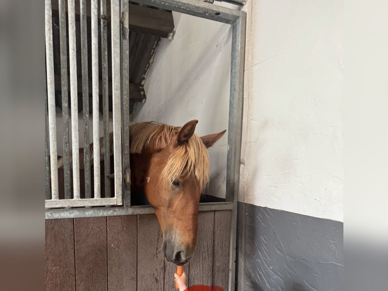 Hungarian Sport Horse Mare 9 years 14,2 hh Chestnut-Red in Putten