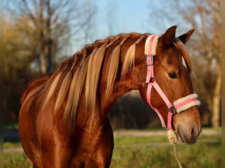 Hungarian Sport Horse Mare 9 years 14,2 hh Chestnut-Red in Putten
