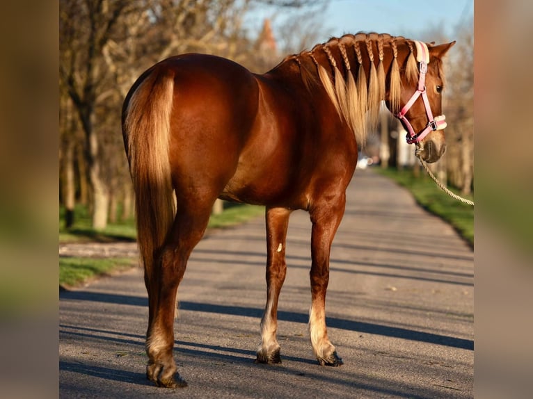 Hungarian Sport Horse Mare 9 years 14,2 hh Chestnut-Red in Putten