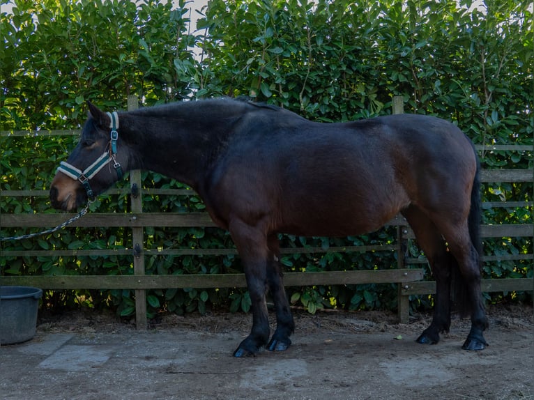 Hungarian Sport Horse Mare 9 years 15.2 hh Bay-Dark in Zwolle