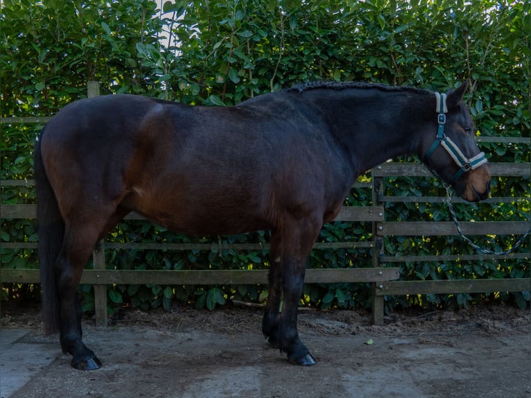 Hungarian Sport Horse Mare 9 years 15.2 hh Bay-Dark in Zwolle