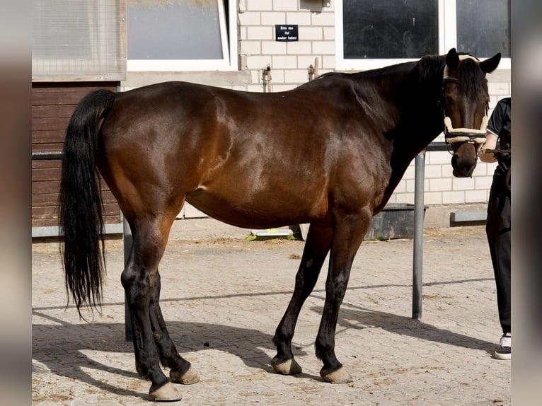 Hungarian Sport Horse Mare 9 years 15.3 hh Bay-Dark in Walluf