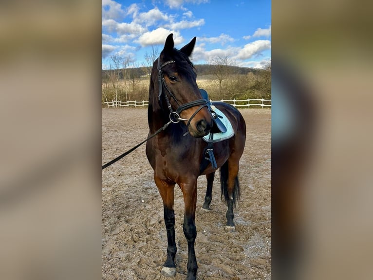 Hungarian Sport Horse Mare 9 years 15.3 hh Bay-Dark in Walluf
