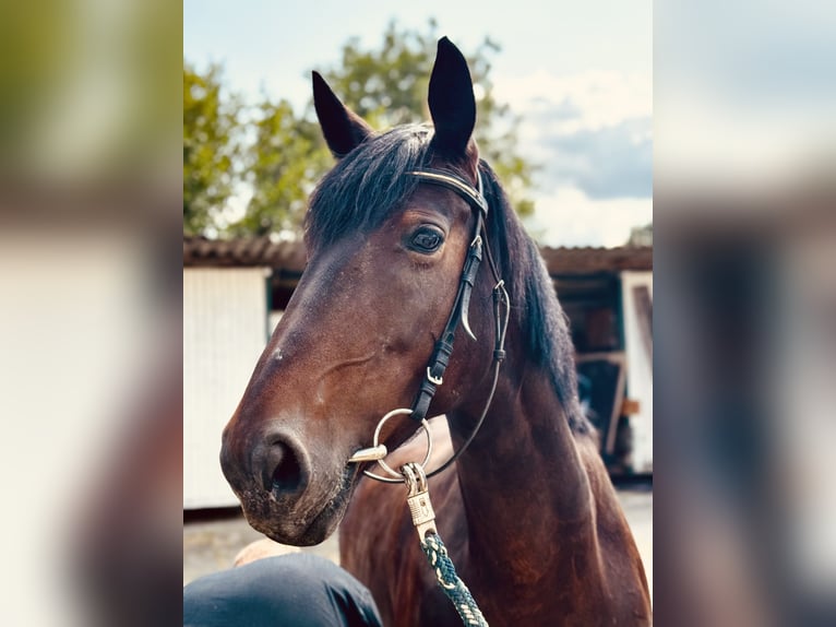Hungarian Sport Horse Mare 9 years 15.3 hh Bay-Dark in Walluf