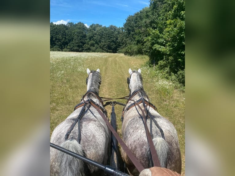 Hungarian Sport Horse Mare 9 years 15 hh Grey in Tass
