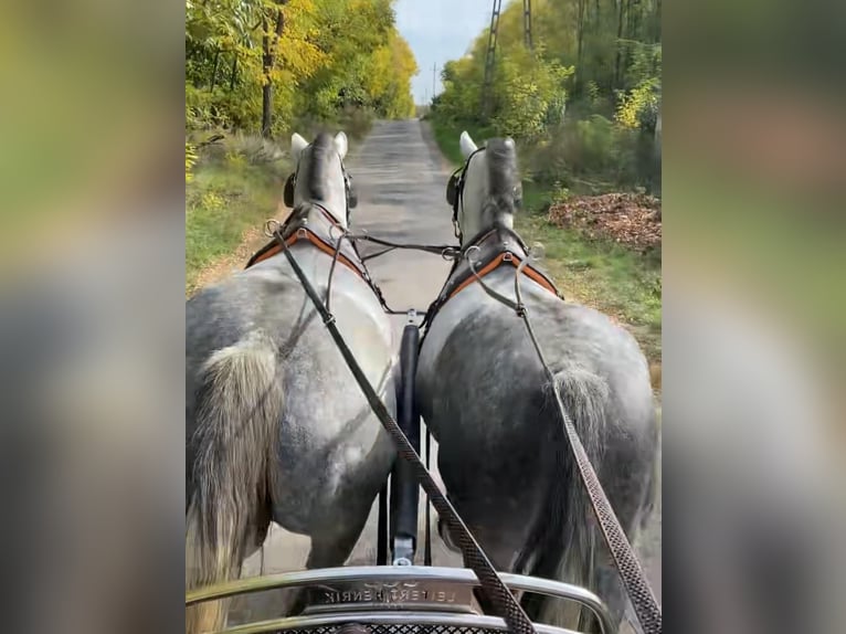 Hungarian Sport Horse Mare 9 years 15 hh Grey in Tass