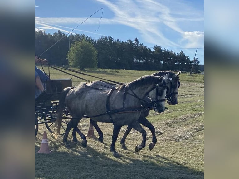 Hungarian Sport Horse Mare 9 years 15 hh Grey in Tass
