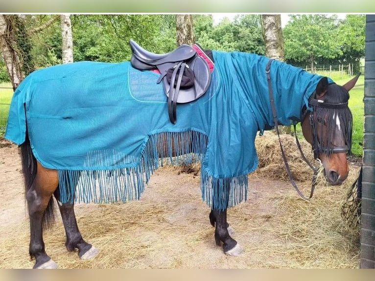 Hungarian Sport Horse Mare 9 years 15,1 hh Bay-Dark in Zwolle