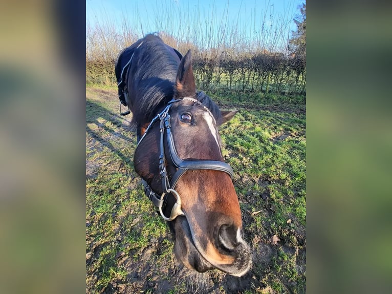 Hungarian Sport Horse Mare 9 years 15,1 hh Bay-Dark in Zwolle