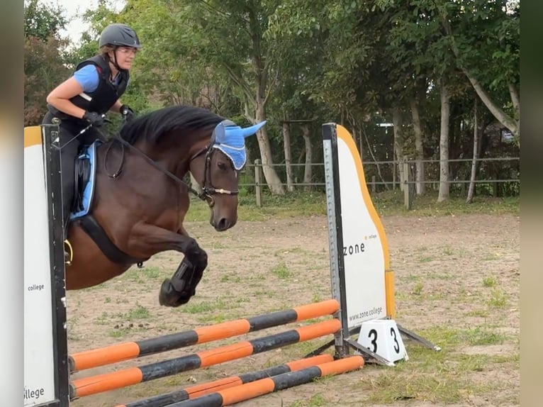 Hungarian Sport Horse Mare 9 years 15,2 hh Bay-Dark in Zwolle