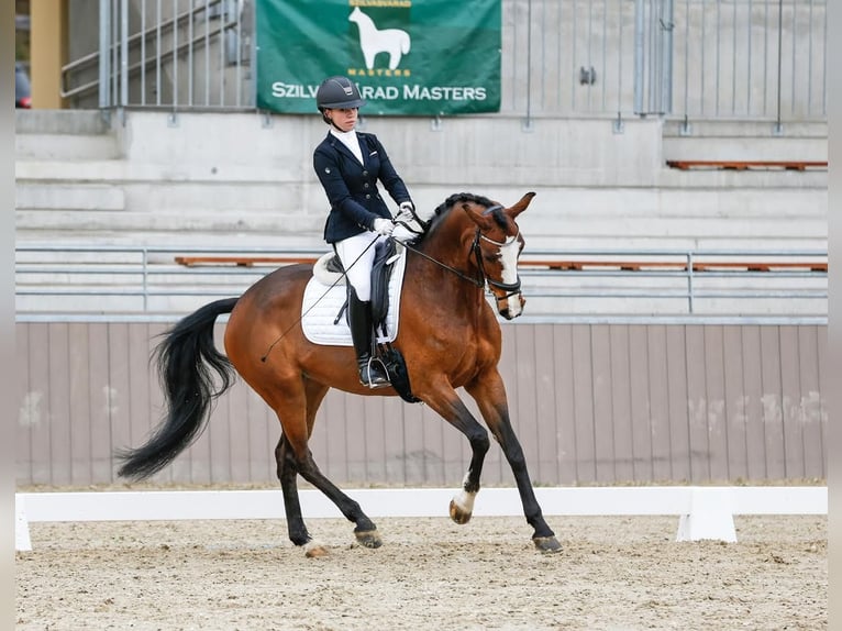 Hungarian Sport Horse Mare 9 years 16,1 hh Bay in Eger