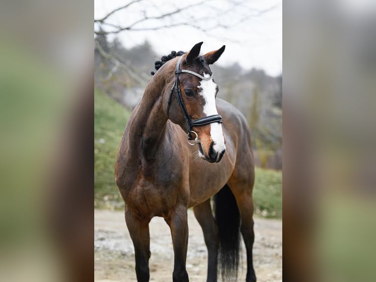 Hungarian Sport Horse Mare 9 years 16,1 hh Bay in Eger