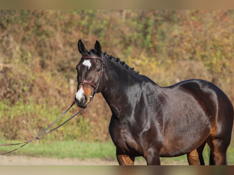 Hungarian Sport Horse Mare 9 years 16,2 hh Bay-Dark in Bag