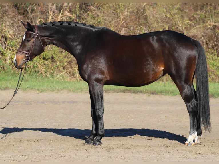 Hungarian Sport Horse Mare 9 years 16,2 hh Bay-Dark in Bag