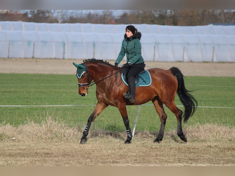 Hungarian Sport Horse Mix Mare 9 years 16,2 hh Bay in Pér