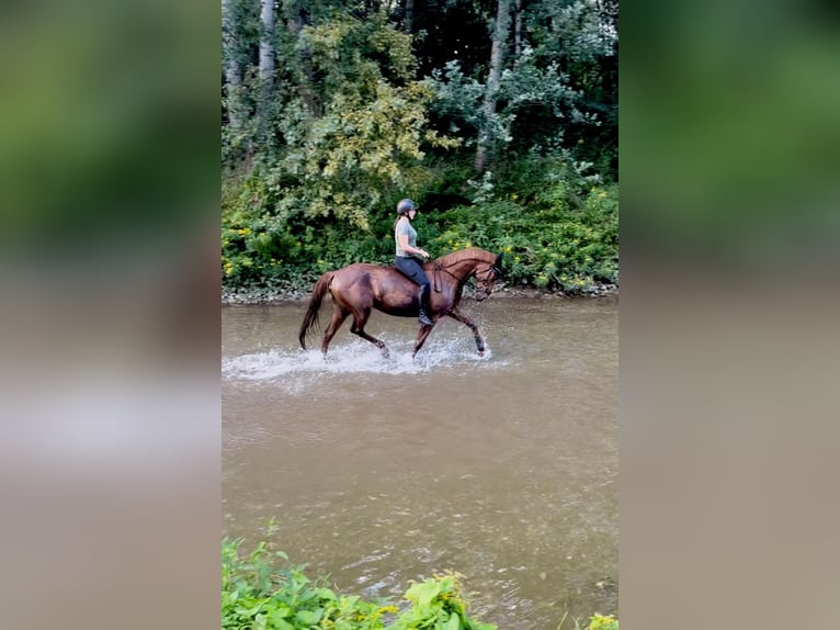 Hungarian Sport Horse Mare 9 years 16 hh Chestnut-Red in Wiener Neustadt