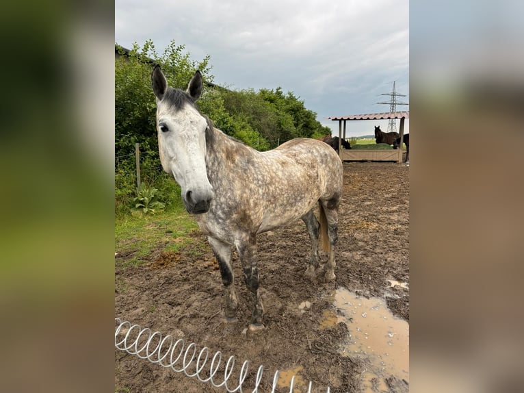 Hungarian Sport Horse Mix Mare 9 years 16 hh Gray-Dapple in Langerwehe