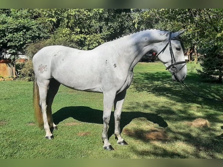 Hungarian Sport Horse Mare 9 years 16 hh Gray in Tass