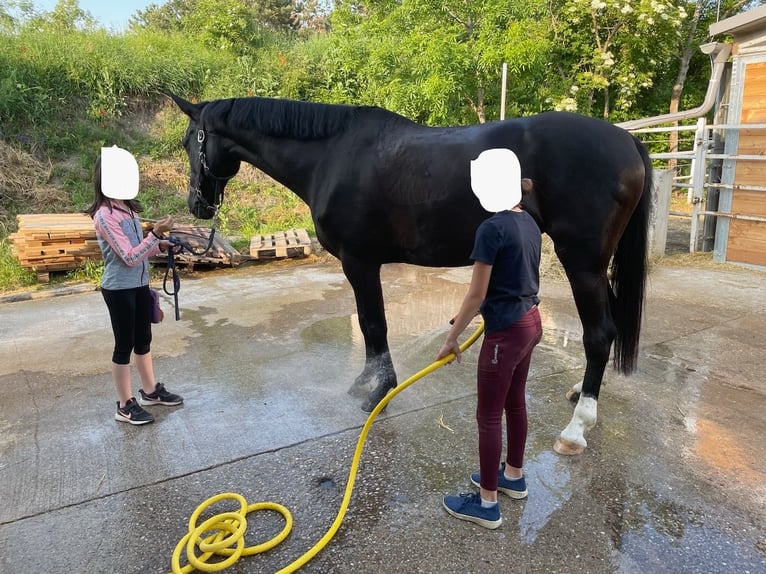 Hungarian Sport Horse Mare 9 years 16,1 hh Black in Seibersdorf