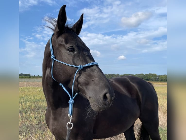 Hungarian Sport Horse Mare 9 years 16,1 hh Black in Seibersdorf