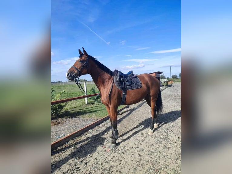 Hungarian Sport Horse Mare 9 years 16,1 hh Brown in Götzendorf
