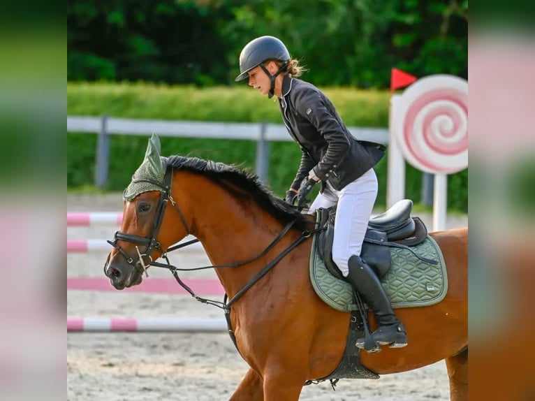 Hungarian Sport Horse Mare 9 years 16,1 hh Brown in Götzendorf