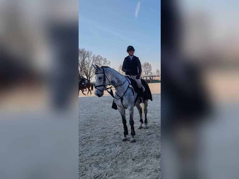 Hungarian Sport Horse Mare 9 years 16,2 hh Grey in Bekes