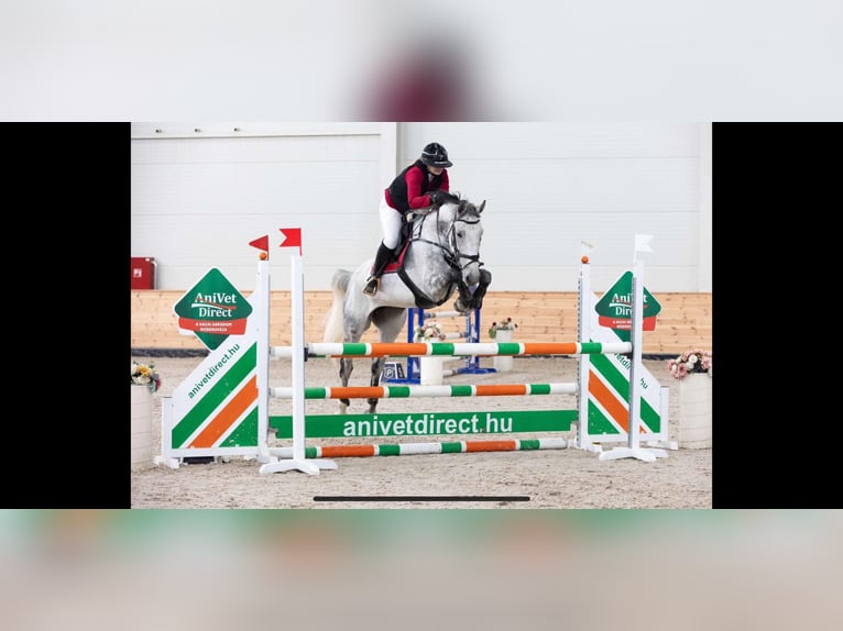 Hungarian Sport Horse Mare 9 years 16,2 hh Grey in Bekes