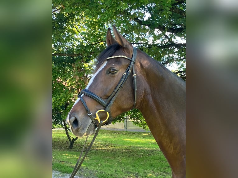 Hungarian Sport Horse Mare 9 years 16,3 hh Bay-Dark in Wessobrunn